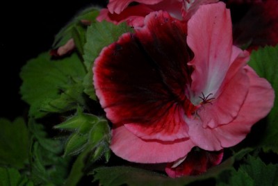 Pellis2013 035yy.jpg