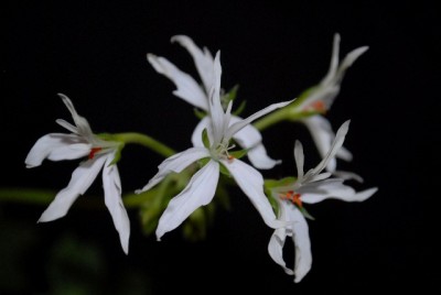 Pellis2013 044yy.jpg