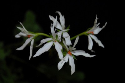 Pellis2013 043yy.jpg