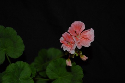 Pellis2013 033yy.jpg