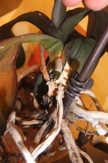 Orchidee21.jpg