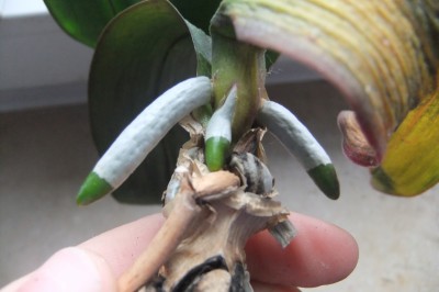 Orchideenr2Triebe1.jpg