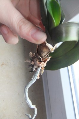 Orchideenr1Wurzel1.jpg