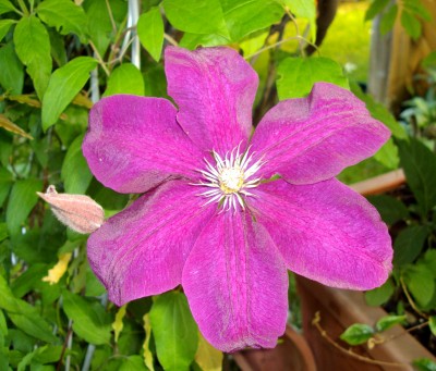 DSC00765 - Clematis.JPG