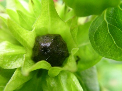 pflanzen 048.JPG