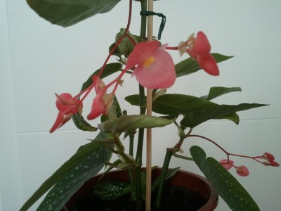 2013-04-28 12.22.14.jpg