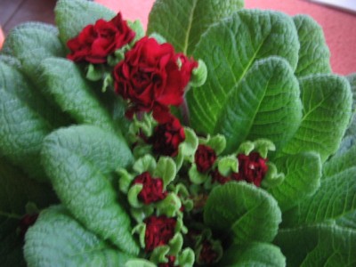 März 2013 02 013.JPG
