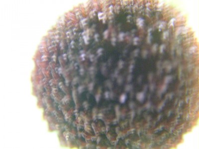 pflanzen 038.JPG