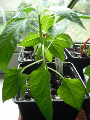 Paprika 28.04.2013.jpg