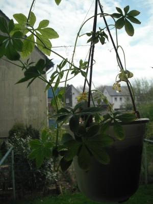Inkagurke 28.04.2013.jpg
