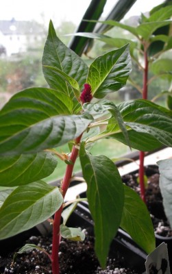 Celosia 28.04.2013.jpg