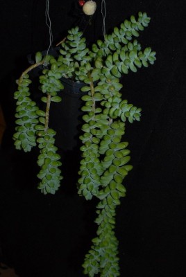 Sedum 015yy.jpg