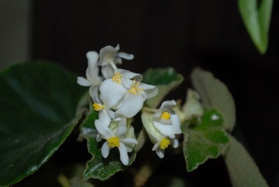 Begonia213 008yy.jpg