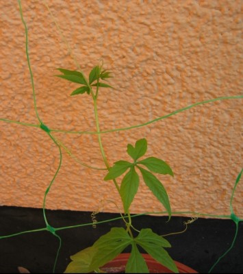 Inkagurke_250413.jpg