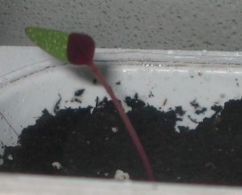 Celosia2_280413.jpg
