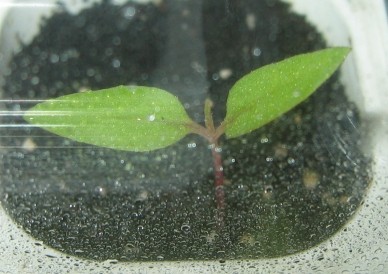 Celosia1_280413.jpg