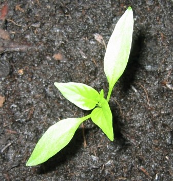 paprika2_280413.jpg