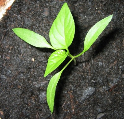 paprika1_280413.jpg