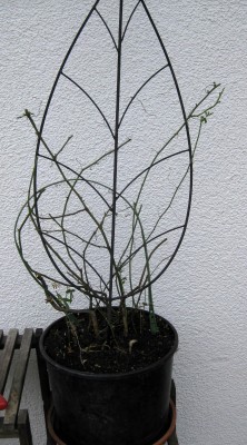 Passiflora caerulea_8471.jpg