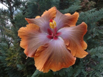 DSC05858 Tahitian Sophistication 1000px.jpg