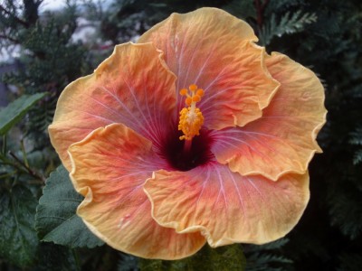 DSC05788 Jolanda Gommer 1000px.jpg