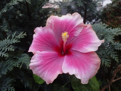 DSC05733 Moorea Imperial Blossom.jpg