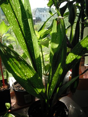 Schusterpalme April 2013.jpg