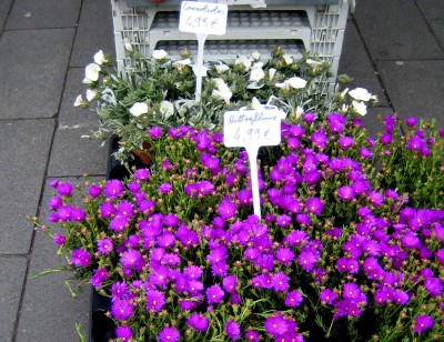 2013-037.jpg