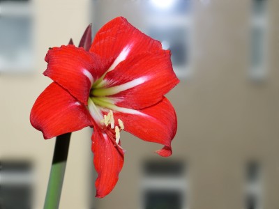 Hippeastrum Balantino 2.JPG