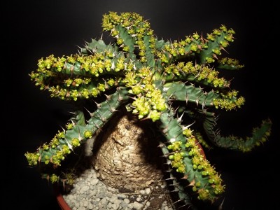 Euphorbia stellata.jpg