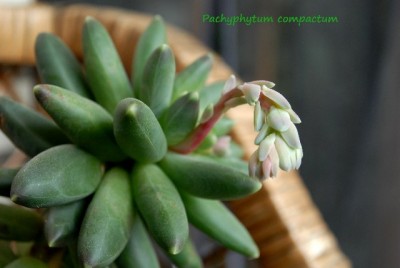 Echeveria213 002yy.jpg