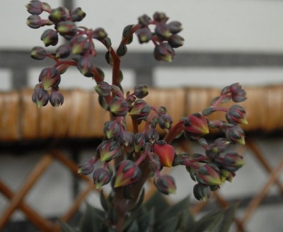 Echeveria213 001yy.jpg