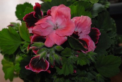 Pellis2013 065yy.jpg