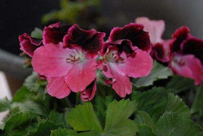 Pellis2013 057yy.jpg