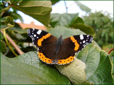 k-gartenbilder 008.jpg