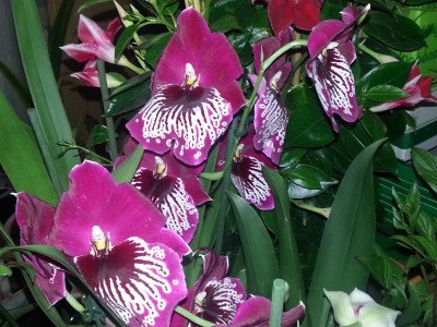 Miltonia 1.jpg