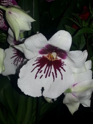 Miltonia 2.jpg
