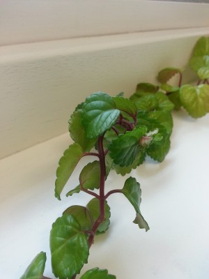 bild2.jpg