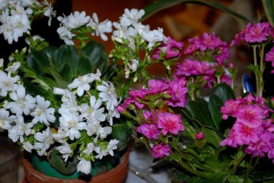 Lewisia 043yy.jpg
