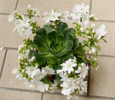 Lewisia 053yy.jpg