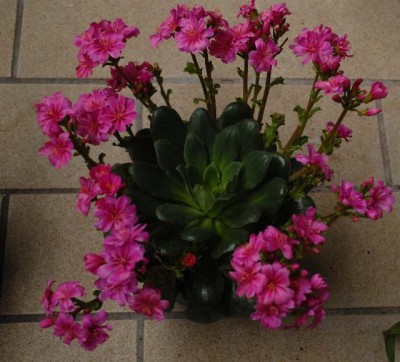 Lewisia 051yy.jpg