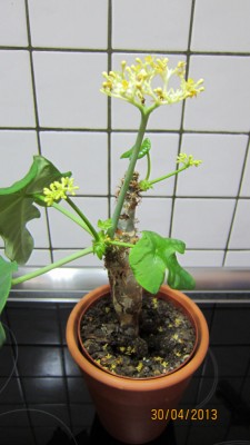 Jatropha podagrica-April.jpg