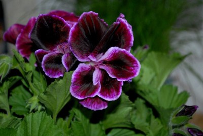 Pellis2013 067yy.jpg