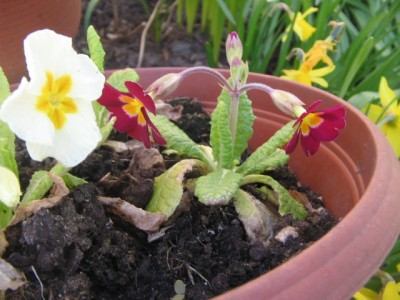Primeln selbst ausgesät 2013 002.JPG