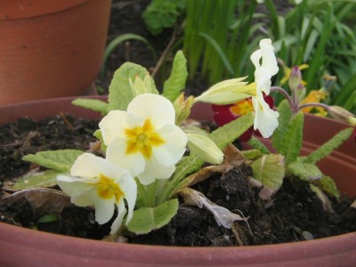 Primeln selbst ausgesät 2013 003.JPG