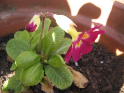 Primeln selbst ausgesät 2013 004.JPG
