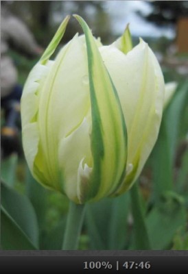 Tulpe.jpg