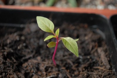 Celosia 001yy.jpg