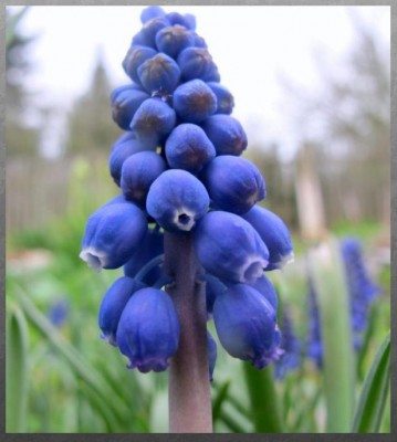Muscari.JPG