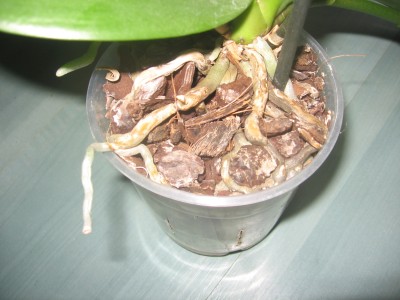 Orchidee1-1.JPG